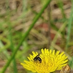 Lasioglossum (Homalictus) sp. (genus & subgenus) at Jerrabomberra Wetlands (JWT) - 1 Dec 2023