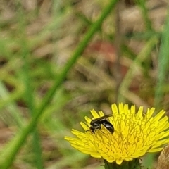 Lasioglossum (Homalictus) sp. (genus & subgenus) at Undefined Area - 1 Dec 2023 10:51 AM
