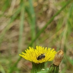 Lasioglossum (Homalictus) sp. (genus & subgenus) at Jerrabomberra Wetlands (JWT) - 1 Dec 2023