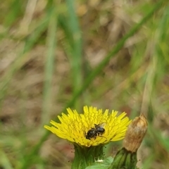 Lasioglossum (Homalictus) sp. (genus & subgenus) at Undefined Area - 1 Dec 2023 10:51 AM