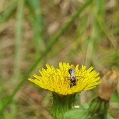 Lasioglossum (Homalictus) sp. (genus & subgenus) at Jerrabomberra Wetlands (JWT) - 1 Dec 2023