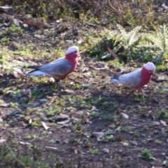 Eolophus roseicapilla (Galah) at Surf Beach, NSW - 10 Sep 2023 by LyndalT