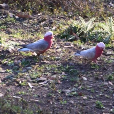 Eolophus roseicapilla (Galah) at Surf Beach, NSW - 11 Sep 2023 by LyndalT