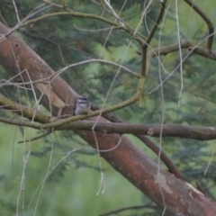 Rhipidura albiscapa (Grey Fantail) at Colac Colac, VIC - 25 Dec 2023 by LyndalT