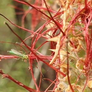 Chironomidae (family) at Jerrabomberra Wetlands (JWT) - 1 Dec 2023