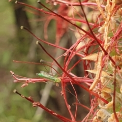 Chironomidae (family) at Undefined Area - suppressed