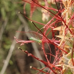 Chironomidae (family) at Jerrabomberra Wetlands (JWT) - 1 Dec 2023