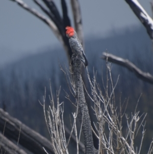 Callocephalon fimbriatum at Kosciuszko National Park - suppressed