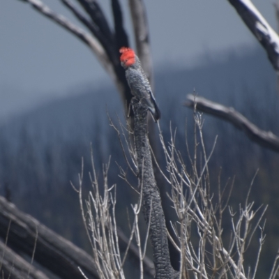 Callocephalon fimbriatum (Gang-gang Cockatoo) at Cabramurra, NSW - 25 Dec 2023 by LyndalT