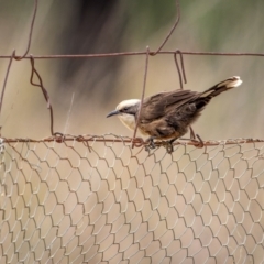 Pomatostomus temporalis temporalis (Grey-crowned Babbler) at Piney Range, NSW - 3 Jan 2024 by trevsci