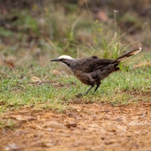 Pomatostomus temporalis temporalis at Piney Range, NSW - 4 Jan 2024 06:50 AM