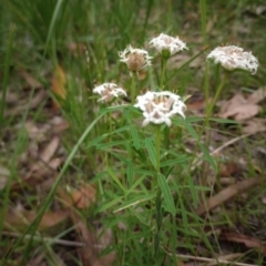 Pimelea linifolia (Slender Rice Flower) at The Gap, NSW - 5 Jan 2024 by poszum