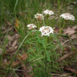 Pimelea linifolia at The Gap, NSW - 5 Jan 2024