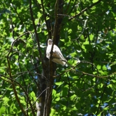 Cacatua sanguinea (Little Corella) at Nariel Valley, VIC - 28 Dec 2022 by LyndalT