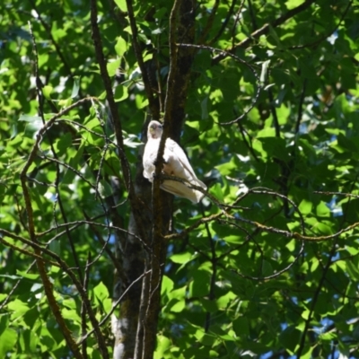 Cacatua sanguinea (Little Corella) at Nariel Valley, VIC - 28 Dec 2022 by LyndalT