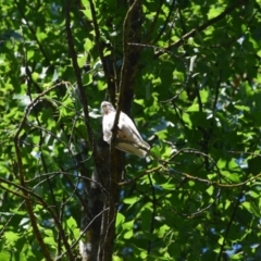 Cacatua sanguinea at Nariel Valley, VIC - 28 Dec 2022 08:15 AM