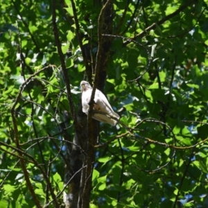 Cacatua sanguinea at Nariel Valley, VIC - 28 Dec 2022 08:15 AM