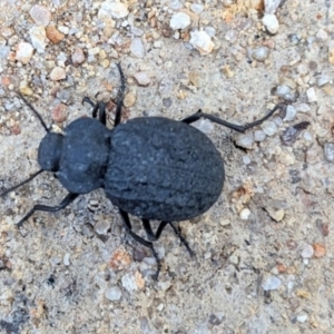 Adelium angulicolle at Tarago, NSW - suppressed