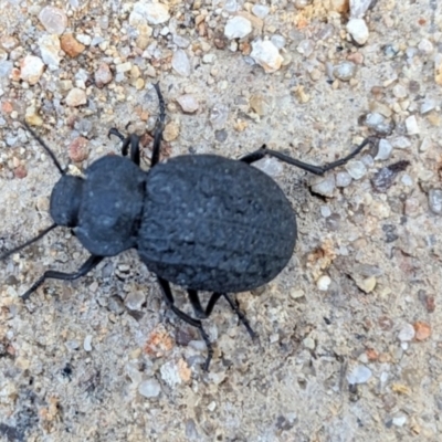 Adelium angulicolle (A darkling beetle) at Tarago, NSW - 28 Dec 2023 by Paul4K