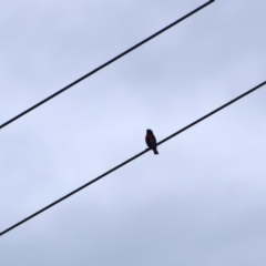 Dicaeum hirundinaceum (Mistletoebird) at Colac Colac, VIC - 31 Dec 2022 by LyndalT
