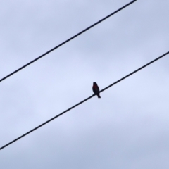 Dicaeum hirundinaceum (Mistletoebird) at Colac Colac, VIC - 30 Dec 2022 by LyndalT