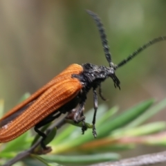 Porrostoma rhipidium (Long-nosed Lycid (Net-winged) beetle) at Braidwood, NSW - 2 Jan 2024 by jb2602