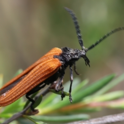 Porrostoma rhipidium (Long-nosed Lycid (Net-winged) beetle) at Braidwood, NSW - 2 Jan 2024 by jb2602