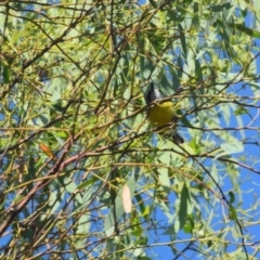 Gerygone olivacea (White-throated Gerygone) at Colac Colac, VIC - 31 Dec 2022 by LyndalT