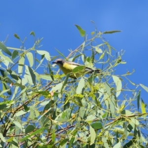 Gerygone olivacea at Colac Colac, VIC - 1 Jan 2023 08:15 AM