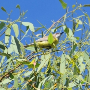 Gerygone olivacea at Colac Colac, VIC - 1 Jan 2023 08:15 AM