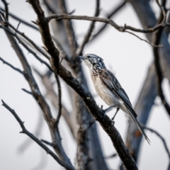 Plectorhyncha lanceolata (Striped Honeyeater) at Caragabal, NSW - 3 Jan 2024 by trevsci