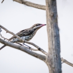 Acanthagenys rufogularis (Spiny-cheeked Honeyeater) at Piney Range, NSW - 3 Jan 2024 by trevsci