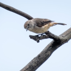 Acanthiza uropygialis (Chestnut-rumped Thornbill) at Piney Range, NSW - 3 Jan 2024 by trevsci