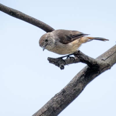 Acanthiza uropygialis (Chestnut-rumped Thornbill) at Piney Range, NSW - 3 Jan 2024 by trevsci