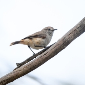 Acanthiza uropygialis at Weddin Mountains National Park - 3 Jan 2024