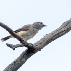 Acanthiza uropygialis at Weddin Mountains National Park - 3 Jan 2024