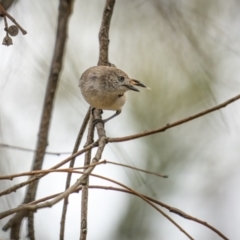 Acanthiza uropygialis at Weddin Mountains National Park - 3 Jan 2024