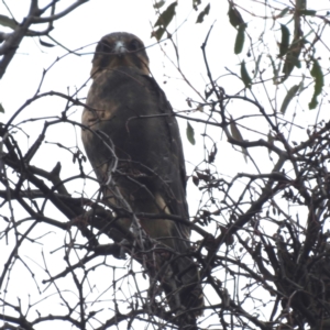 Falco berigora at Kambah, ACT - 5 Jan 2024 11:25 AM