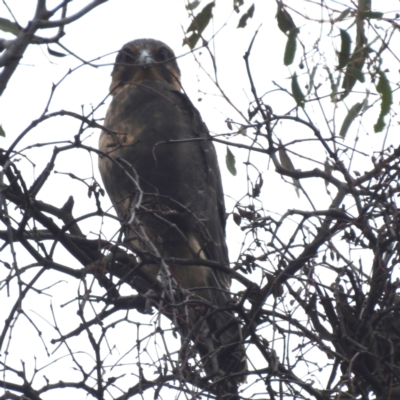 Falco berigora (Brown Falcon) at Kambah, ACT - 5 Jan 2024 by HelenCross