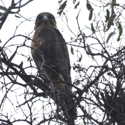 Falco berigora (Brown Falcon) at Lions Youth Haven - Westwood Farm A.C.T. - 5 Jan 2024 by HelenCross