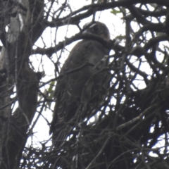 Falco berigora at Kambah, ACT - 5 Jan 2024 11:25 AM