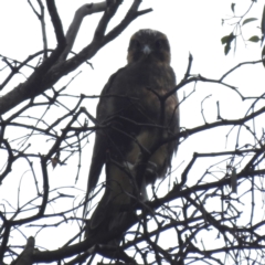 Falco berigora at Kambah, ACT - 5 Jan 2024 11:25 AM