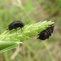 Macrosiagon sp. (genus) (Ripiphorid beetle) at Lions Youth Haven - Westwood Farm - 5 Jan 2024 by HelenCross