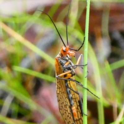 Chorista australis (Autumn scorpion fly) at Charleys Forest, NSW - 23 Mar 2021 by arjay