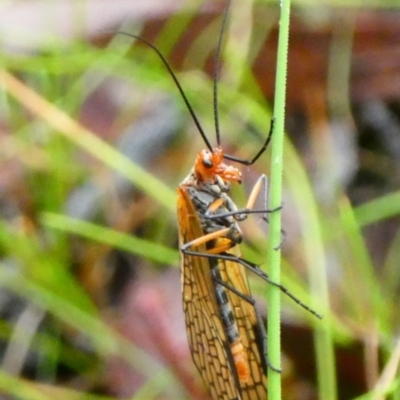 Chorista australis (Autumn scorpion fly) at QPRC LGA - 23 Mar 2021 by arjay