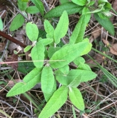 Olearia lirata (Snowy Daisybush) at Hall, ACT - 5 Jan 2024 by strigo