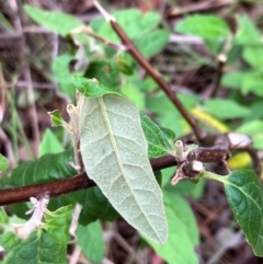 Olearia lirata at Hall, ACT - 5 Jan 2024 10:42 AM