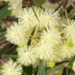 Acacia implexa (Hickory Wattle, Lightwood) at Hall, ACT - 5 Jan 2024 by strigo