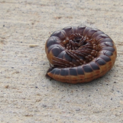 Paradoxosomatidae sp. (family) (Millipede) at Coombs, ACT - 3 Jan 2024 by SandraH