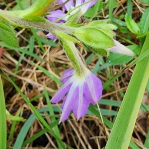 Scaevola ramosissima at Bodalla State Forest - 5 Jan 2024